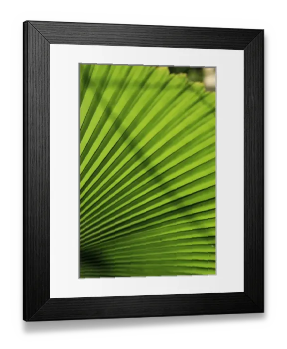 Framed Print : Abstract patterns caused by the sunlight hitting a giant palm leaf in the Cairns Botanic Gardens Framed Print : Abstract patterns caused by the sunlight hitting a giant palm leaf in the Cairns Botanic Gardens