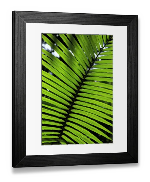 Framed Print : Rainforest leaves form abstract patterns in the rainforest lining the boardwalk connecting Framed Print : Rainforest leaves form abstract patterns in the rainforest lining the boardwalk connecting