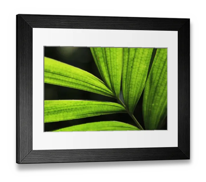 Framed Print : Backlit rainforest plants create abstract patterns in the Cairns Botanic Gardens Framed Print : Backlit rainforest plants create abstract patterns in the Cairns Botanic Gardens