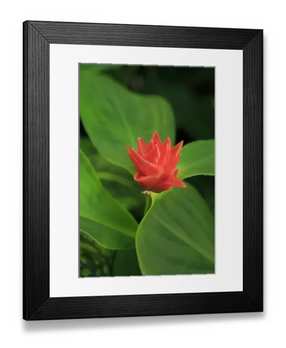 Framed Print : A bright red ginger flower on display at the Cairns Botanic Gardens, far north Queensland Framed Print : A bright red ginger flower on display at the Cairns Botanic Gardens, far north Queensland
