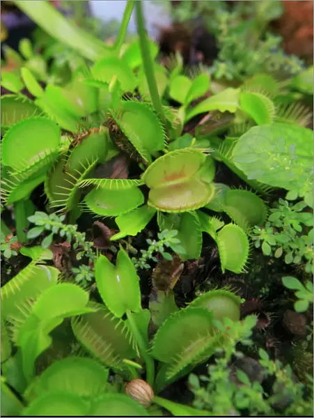 Carnivorous plants such as these Venus Fly Traps can be found at the Cairns Botanic Gardens