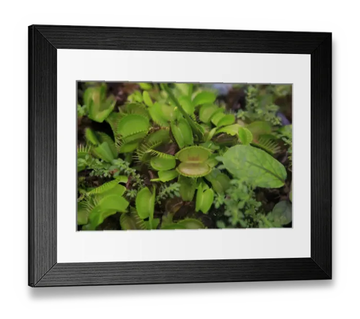 Framed Print : Carnivorous plants such as these Venus Fly Traps can be found at the Cairns Botanic Gardens Framed Print : Carnivorous plants such as these Venus Fly Traps can be found at the Cairns Botanic Gardens