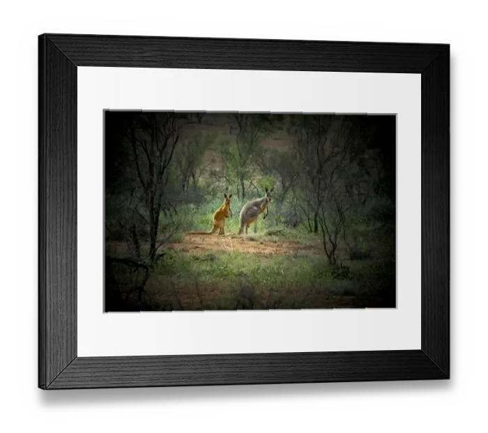 Framed Print : Australia, New South Wales, Broken Hill, outback. A red and grey kangaroo in the outback