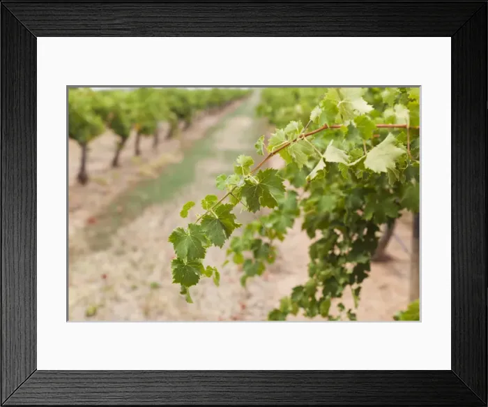 Framed Print : Australia, Victoria, VIC, Rutherglen, vineyard detail Framed Print : Australia, Victoria, VIC, Rutherglen, vineyard detail