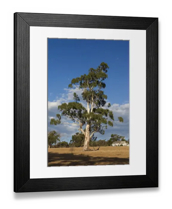 Framed Print : Australia, Victoria, VIC, Yarra Valley, gum tree