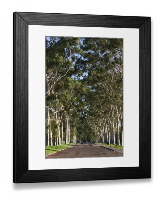 Framed Print : Australia, Western Australia, Perth, Kings Park, Fraser Avenue, trees