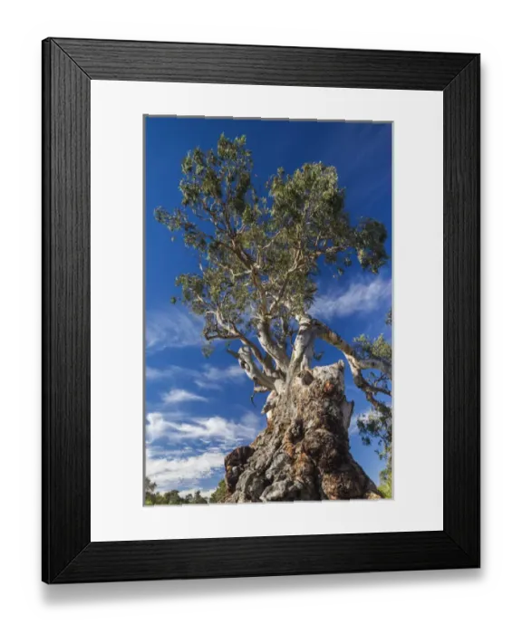 Framed Print : Australia, South Australia, Barossa Valley, Springton, The Herbig Tree, first home