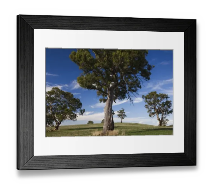Framed Print : Australia, South Australia, Barossa Valley, Mount Pleasant, gum trees Framed Print : Australia, South Australia, Barossa Valley, Mount Pleasant, gum trees