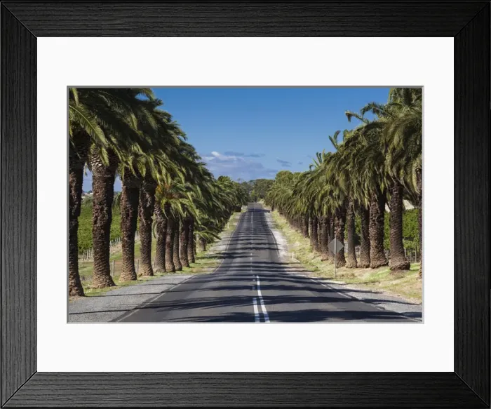 Framed Print : Australia, South Australia, Barossa Valley, Seppeltsfield, country road with palm trees Framed Print : Australia, South Australia, Barossa Valley, Seppeltsfield, country road with palm trees