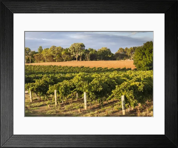Framed Print : Australia, South Australia, Barossa Valley, Lyndoch, vineyards, susnet Framed Print : Australia, South Australia, Barossa Valley, Lyndoch, vineyards, susnet