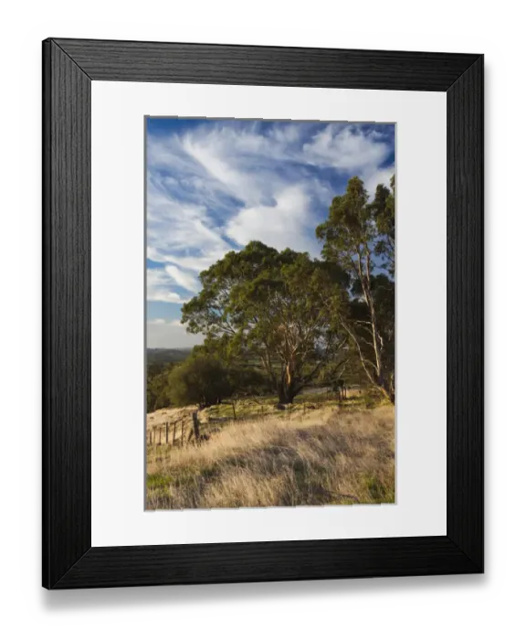 Framed Print : Australia, South Australia, Barossa Valley, Tanunda, Menglers Hill, gum trees