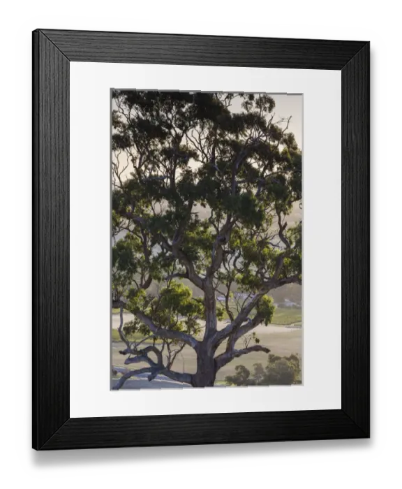 Framed Print : Australia, South Australia, Barossa Valley, Tanunda, Menglers Hill, gum trees Framed Print : Australia, South Australia, Barossa Valley, Tanunda, Menglers Hill, gum trees