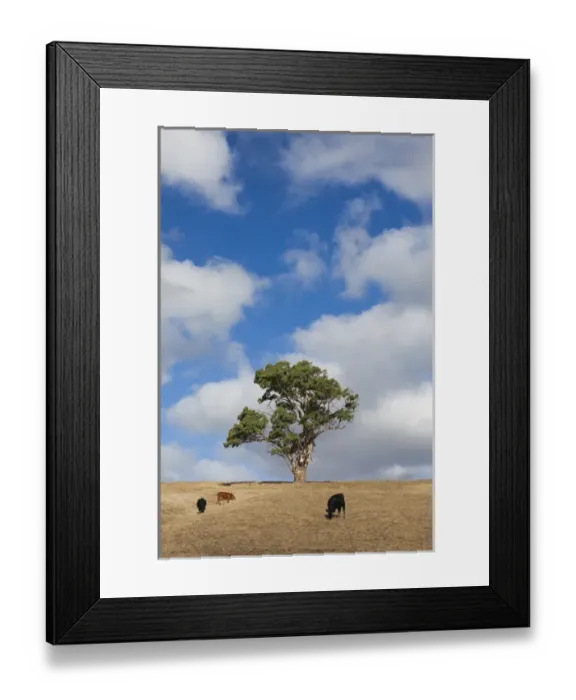 Framed Print : Australia, South Australia, Fleurieu Peninsula, Normanville, landscape with trees Framed Print : Australia, South Australia, Fleurieu Peninsula, Normanville, landscape with trees