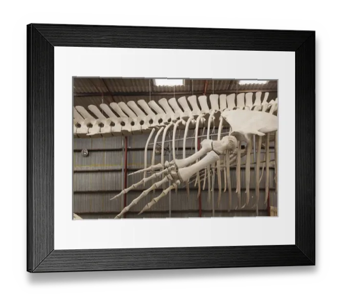 Framed Print : Australia, Western Australia, The Southwest, Albany, Whale World, former Whaling Station Framed Print : Australia, Western Australia, The Southwest, Albany, Whale World, former Whaling Station