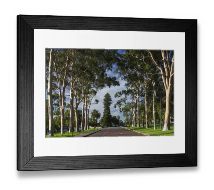 Framed Print : Australia, Western Australia, Perth, Kings Park, Fraser Avenue, trees Framed Print : Australia, Western Australia, Perth, Kings Park, Fraser Avenue, trees
