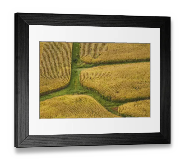 Framed Print : Farm crops, Rukuhia, near Hamilton, Waikato, North Island, New Zealand - aerial