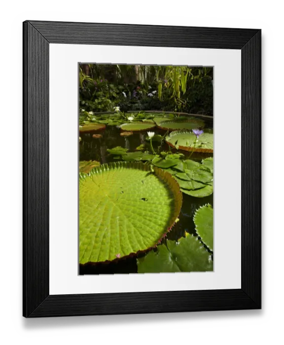 Framed Print : Giant water lilies, Wintergardens, Auckland Domain, Auckland, North Island, New Zealand Framed Print : Giant water lilies, Wintergardens, Auckland Domain, Auckland, North Island, New Zealand