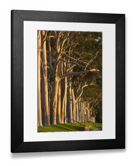 Framed Print : Australia, Western Australia, Perth, Kings Park, Fraser Avenue, trees Framed Print : Australia, Western Australia, Perth, Kings Park, Fraser Avenue, trees