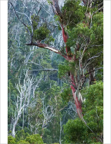Australia, New South Wales, NSW, Kosciuszko National Park, Thredbo, landscape with trees