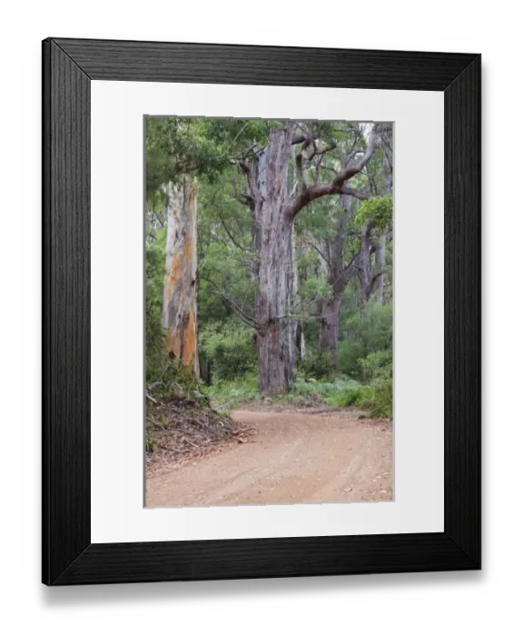 Framed Print : Australia, Western Australia, The Southwest, Walpole, giant tingle trees Framed Print : Australia, Western Australia, The Southwest, Walpole, giant tingle trees