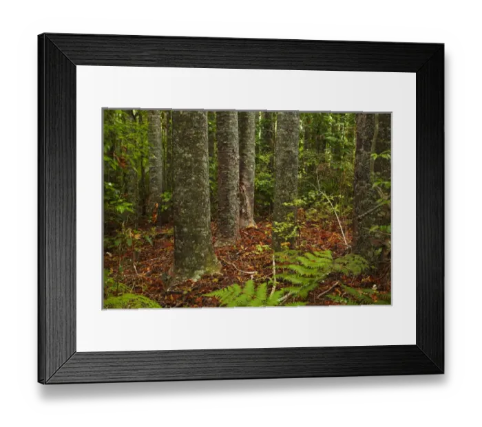 Framed Print : Kauri Trees, Parry Kauri Park, Warkworth, Auckland Region, North Island, New Zealand Framed Print : Kauri Trees, Parry Kauri Park, Warkworth, Auckland Region, North Island, New Zealand