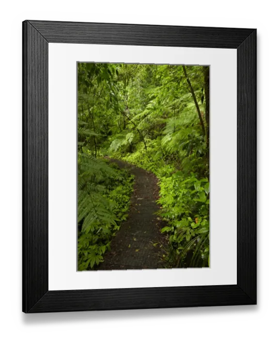 Framed Print : Hunua Falls Loop Track, Hunua Rabges, Auckland, North Island, New Zealand Framed Print : Hunua Falls Loop Track, Hunua Rabges, Auckland, North Island, New Zealand