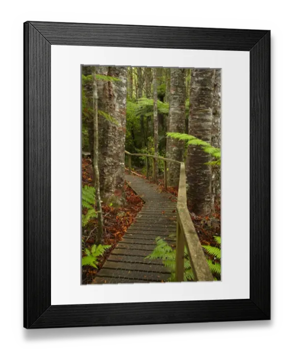 Framed Print : Kauri Trees and walking track, Parry Kauri Park, Warkworth, Auckland Region, North Island Framed Print : Kauri Trees and walking track, Parry Kauri Park, Warkworth, Auckland Region, North Island