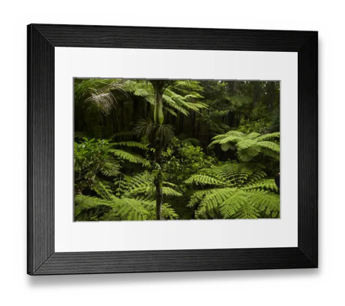 Framed Print : Native tree ferns at Parry Kauri Park, Warkworth, Auckland Region, North Island Framed Print : Native tree ferns at Parry Kauri Park, Warkworth, Auckland Region, North Island