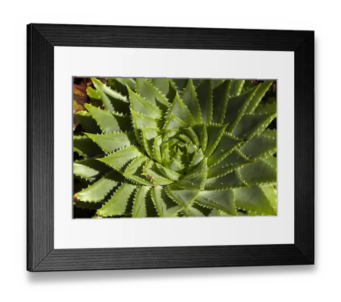Framed Print : Tropical Garden, Hamilton Gardens, Waikato, North Island, New Zealand Framed Print : Tropical Garden, Hamilton Gardens, Waikato, North Island, New Zealand