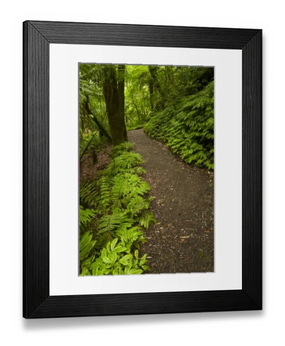 Framed Print : Track to Mangapohue Natural Bridge, Waitomo District, Waikato, North Island, New Zealand Framed Print : Track to Mangapohue Natural Bridge, Waitomo District, Waikato, North Island, New Zealand