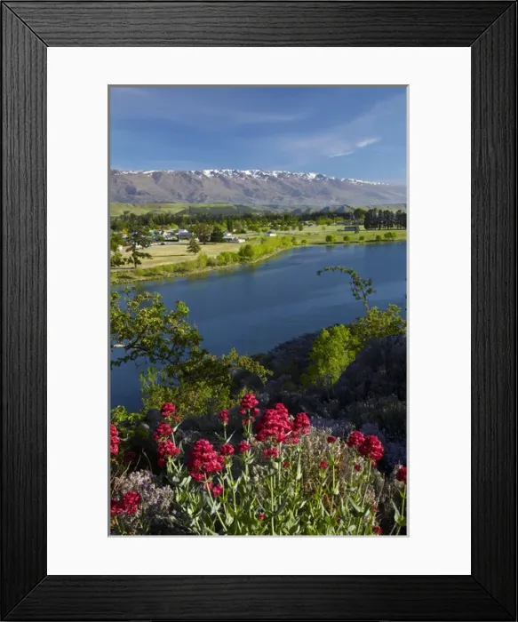 Framed Print : Spring flowers, Lake Dunstan, Cromwell, and Pisa Range, Central Otago, South Island Framed Print : Spring flowers, Lake Dunstan, Cromwell, and Pisa Range, Central Otago, South Island