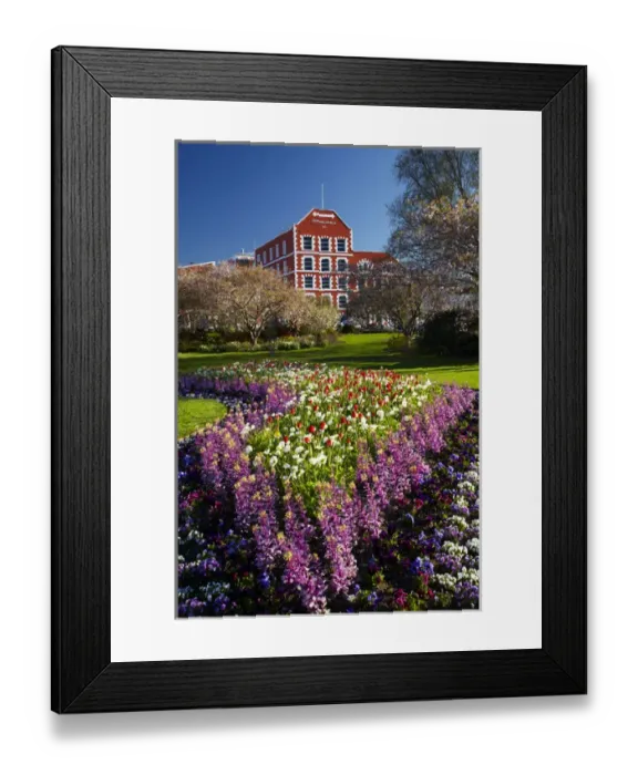 Framed Print : Spring flowers and historic Crown Mills Building, Dunedin, Otago, South Island, New