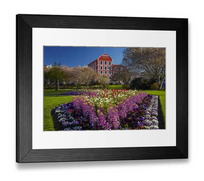 Framed Print : Spring flowers and historic Crown Mills Building, Dunedin, Otago, South Island, New Framed Print : Spring flowers and historic Crown Mills Building, Dunedin, Otago, South Island, New