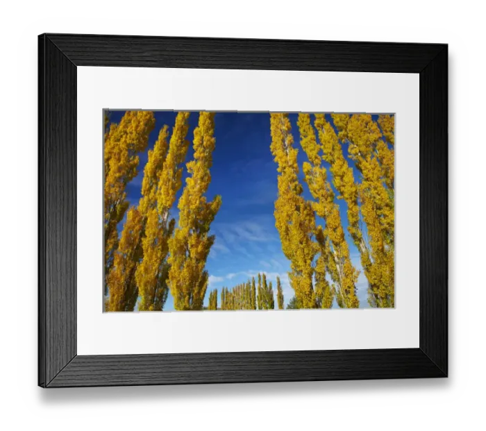 Framed Print : Poplar trees and farmland in autumn, near Lovells Flat, South Otago, South Island