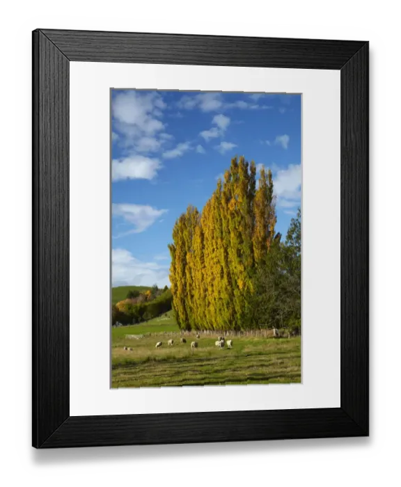 Framed Print : Poplar trees and farmland in autumn, near Lovells Flat, South Otago, South Island Framed Print : Poplar trees and farmland in autumn, near Lovells Flat, South Otago, South Island