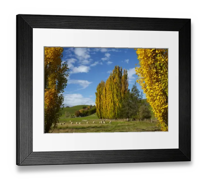 Framed Print : Poplar trees and farmland in autumn, near Lovells Flat, South Otago, South Island Framed Print : Poplar trees and farmland in autumn, near Lovells Flat, South Otago, South Island