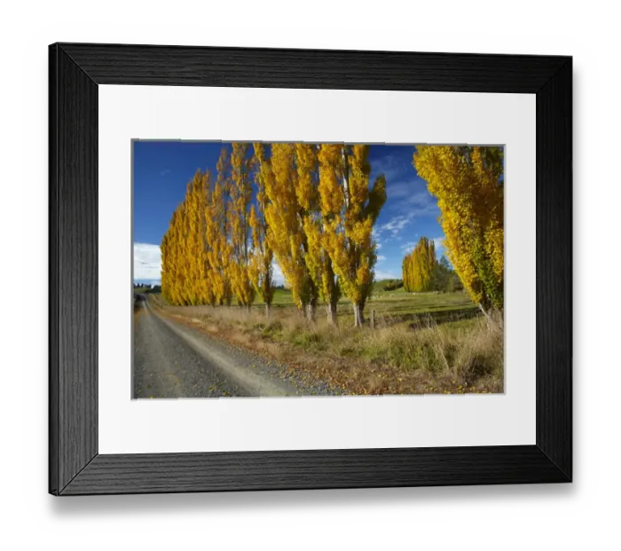 Framed Print : Poplar trees and farmland in autumn, near Lovells Flat, South Otago, South Island Framed Print : Poplar trees and farmland in autumn, near Lovells Flat, South Otago, South Island