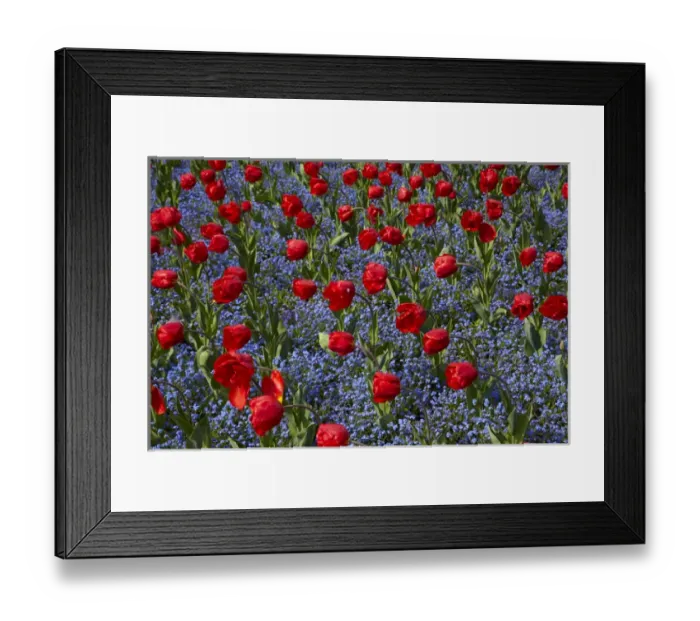 Framed Print : Tulips, Botanic Gardens, Hagley Park, Christchurch, Canterbury, South Island, New Zealand