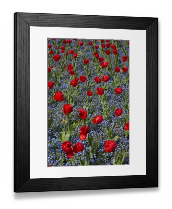 Framed Print : Tulips, Botanic Gardens, Hagley Park, Christchurch, Canterbury, South Island, New Zealand Framed Print : Tulips, Botanic Gardens, Hagley Park, Christchurch, Canterbury, South Island, New Zealand