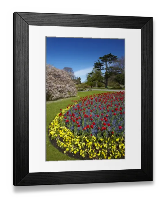 Framed Print : Flower bed and blossom tree, Botanic Gardens, Hagley Park, Christchurch, Canterbury Framed Print : Flower bed and blossom tree, Botanic Gardens, Hagley Park, Christchurch, Canterbury