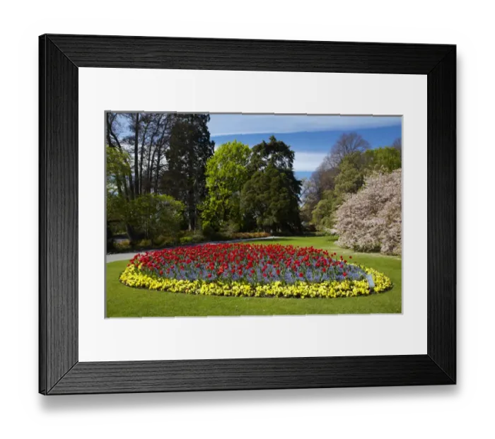 Framed Print : Flower bed and blossom tree, Botanic Gardens, Hagley Park, Christchurch, Canterbury Framed Print : Flower bed and blossom tree, Botanic Gardens, Hagley Park, Christchurch, Canterbury