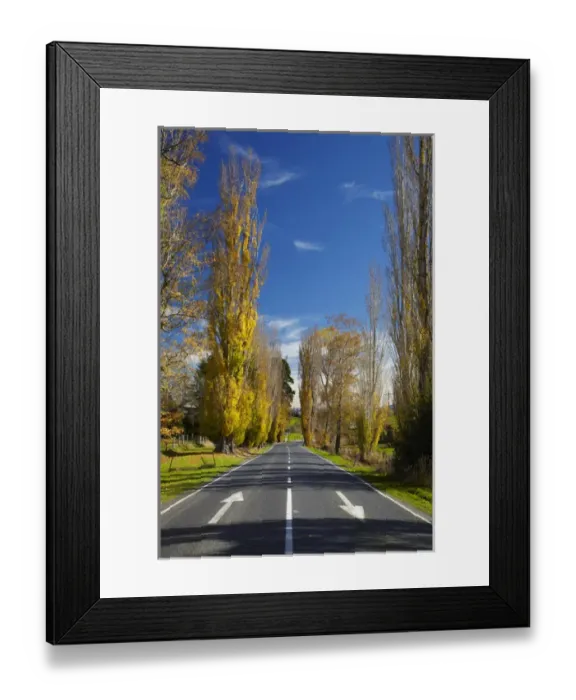 Framed Print : Poplar trees in autumn at entrance to Lawrence, Central Otago, South Island, New Zealand