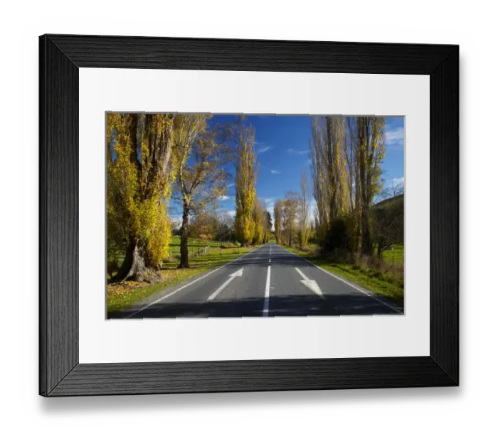 Framed Print : Poplar trees in autumn at entrance to Lawrence, Central Otago, South Island, New Zealand