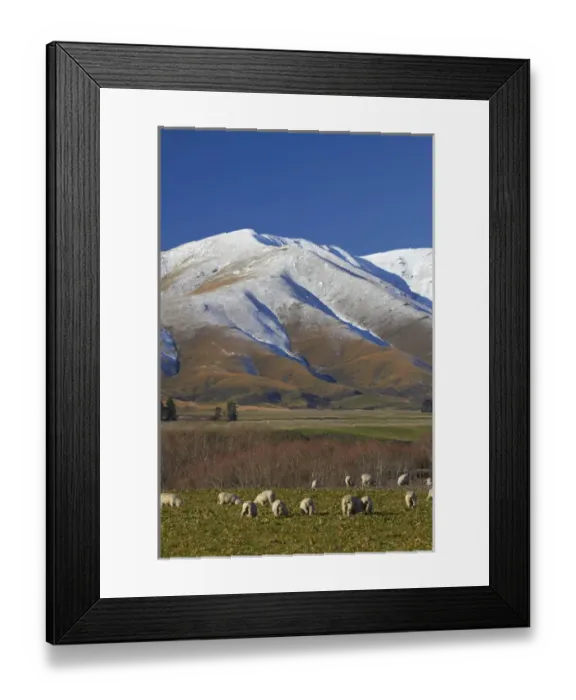Framed Print : Sheep and Kakanui Mountains, Maniototo, Central Otago, South Island, New Zealand Framed Print : Sheep and Kakanui Mountains, Maniototo, Central Otago, South Island, New Zealand
