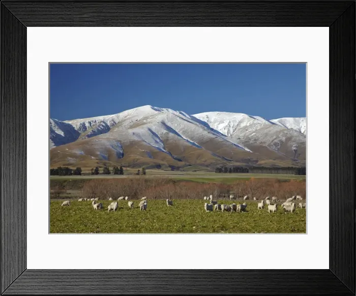 Framed Print : Sheep and Kakanui Mountains, Kyeburn, near Ranfurly, Maniototo, Central Otago, South Island Framed Print : Sheep and Kakanui Mountains, Kyeburn, near Ranfurly, Maniototo, Central Otago, South Island