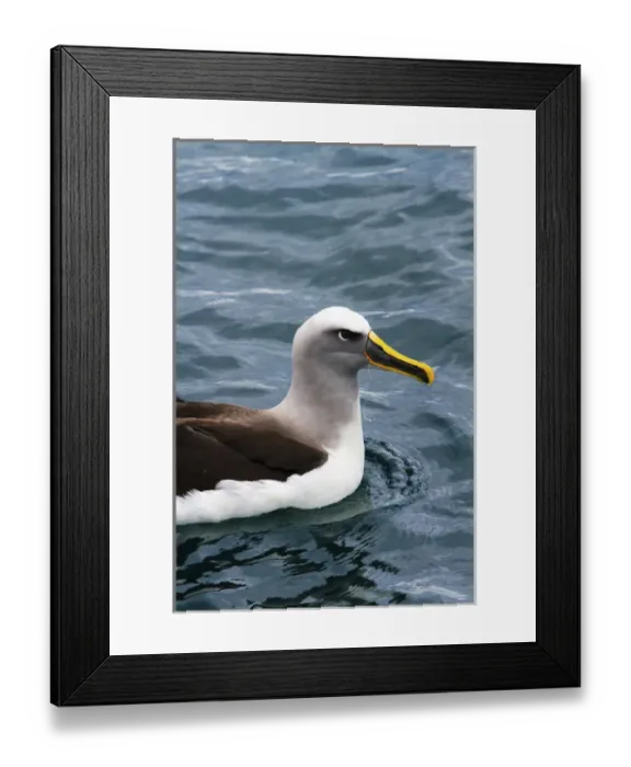 Framed Print : A Bullers albatross (Thalassarche bulleri) with fishing line caught in its beak Framed Print : A Bullers albatross (Thalassarche bulleri) with fishing line caught in its beak
