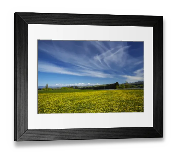 Framed Print : Field of dandelions, near Greta Valley, North Canterbury, South Island, New Zealand Framed Print : Field of dandelions, near Greta Valley, North Canterbury, South Island, New Zealand