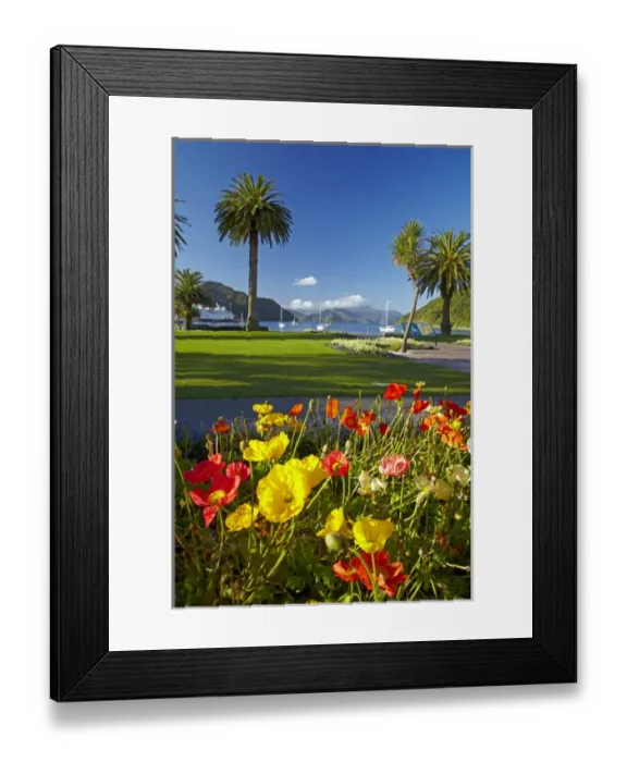 Framed Print : Flowers and palm trees, Foreshore Reserve, Picton, Marlborough Sounds, South Island Framed Print : Flowers and palm trees, Foreshore Reserve, Picton, Marlborough Sounds, South Island