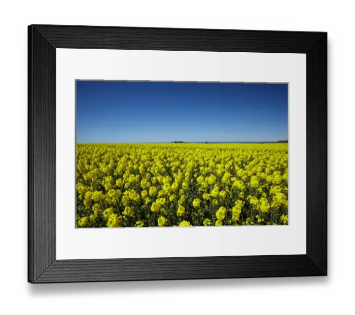 Framed Print : Rapeseed Field, near Timaru, South Canterbury, South Island, New Zealand Framed Print : Rapeseed Field, near Timaru, South Canterbury, South Island, New Zealand