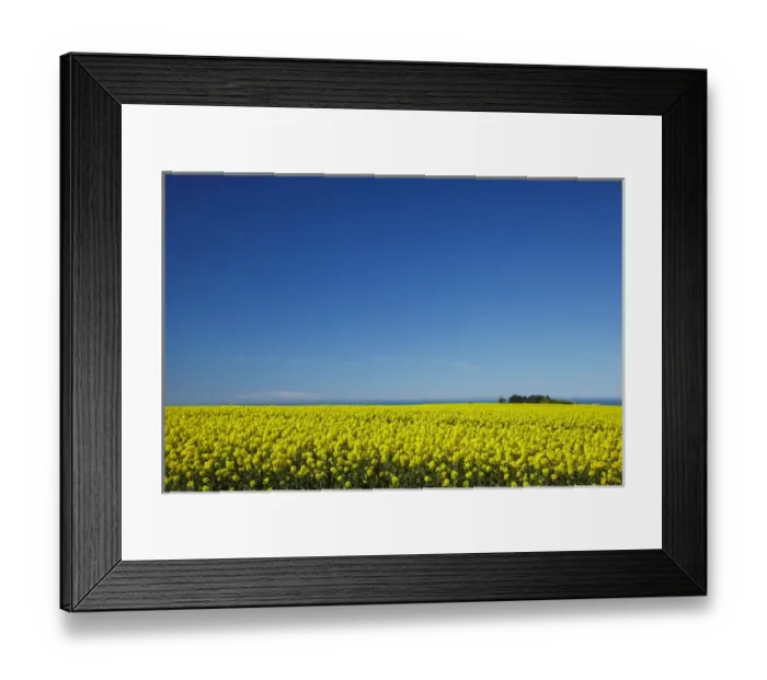 Framed Print : Rapeseed Field, near Timaru, South Canterbury, South Island, New Zealand Framed Print : Rapeseed Field, near Timaru, South Canterbury, South Island, New Zealand